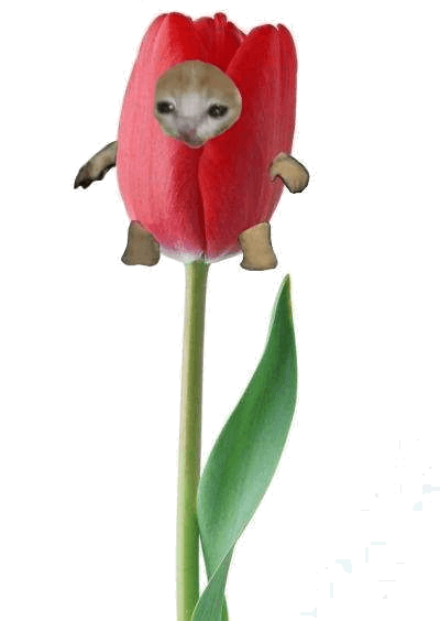 tulip cat